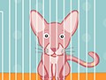 無毛貓—斯芬克斯